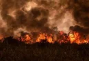 اليونان: اندلاع حرائق غابات جديدة في وسط وجنوب البلاد